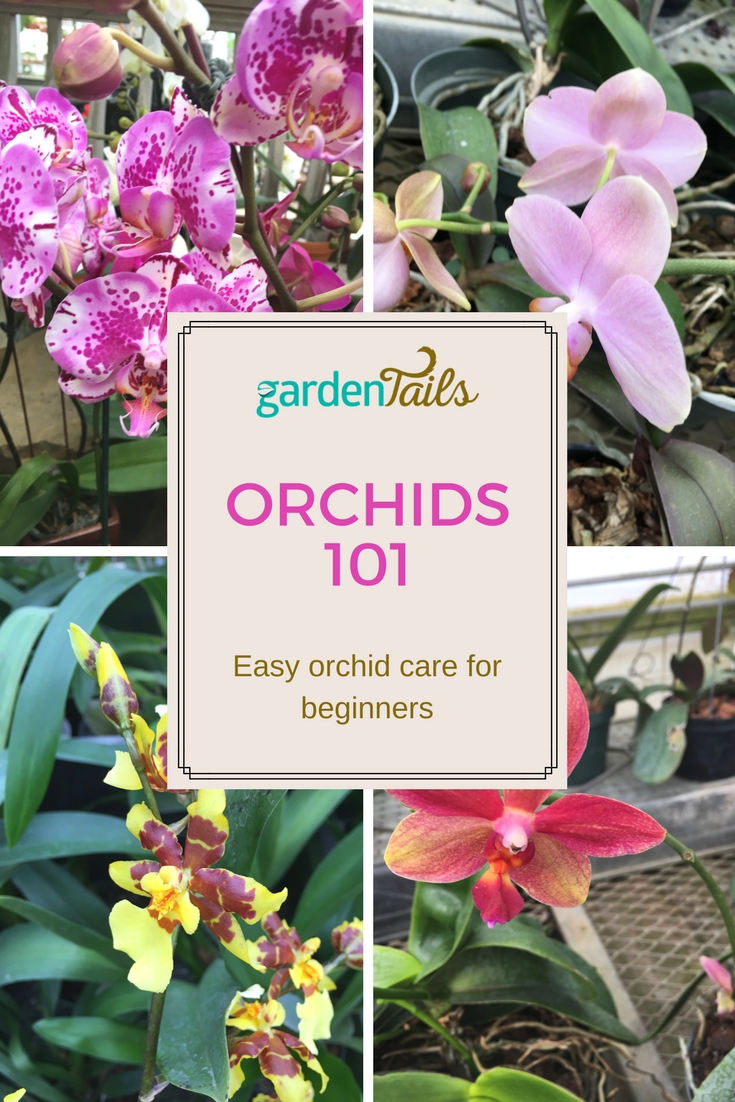 Orchids 101: The Basics Of Orchid Care - GardenTails